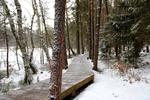 Nowo otwarta ścieżka w Rezerwacie Bagno Przecławskie poleca się na weekend… i nie tylko
