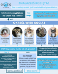 CO NALEŻY ZROBIĆ, JEŚLI ZNAJDZIEMY KOCIĘTA?