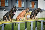 Czworonożni funkcjonariusze w podkarpackiej Policji